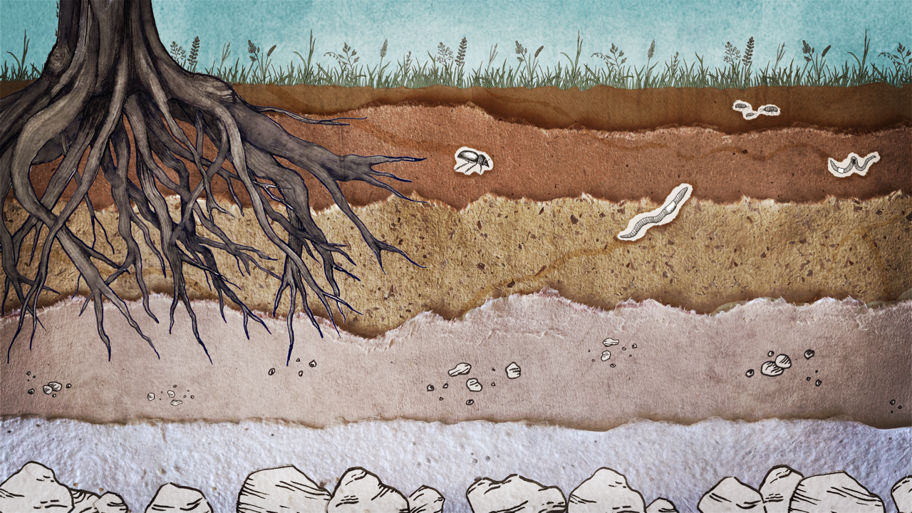 Still of Brook's work - paper collage showing the different layers of soil with tree roots and insects