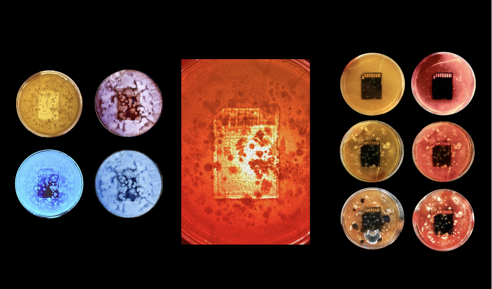 A collection of red, blue, green, yellow petri dishes containing digital storage cards.