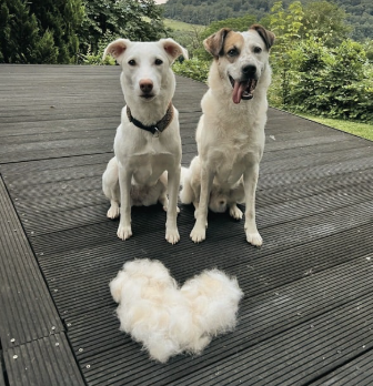 2 cream coloured, mid-sized dogs, sitting on a wooden deck in a garden, with a pile of their fur in front of them shaped into a heart.