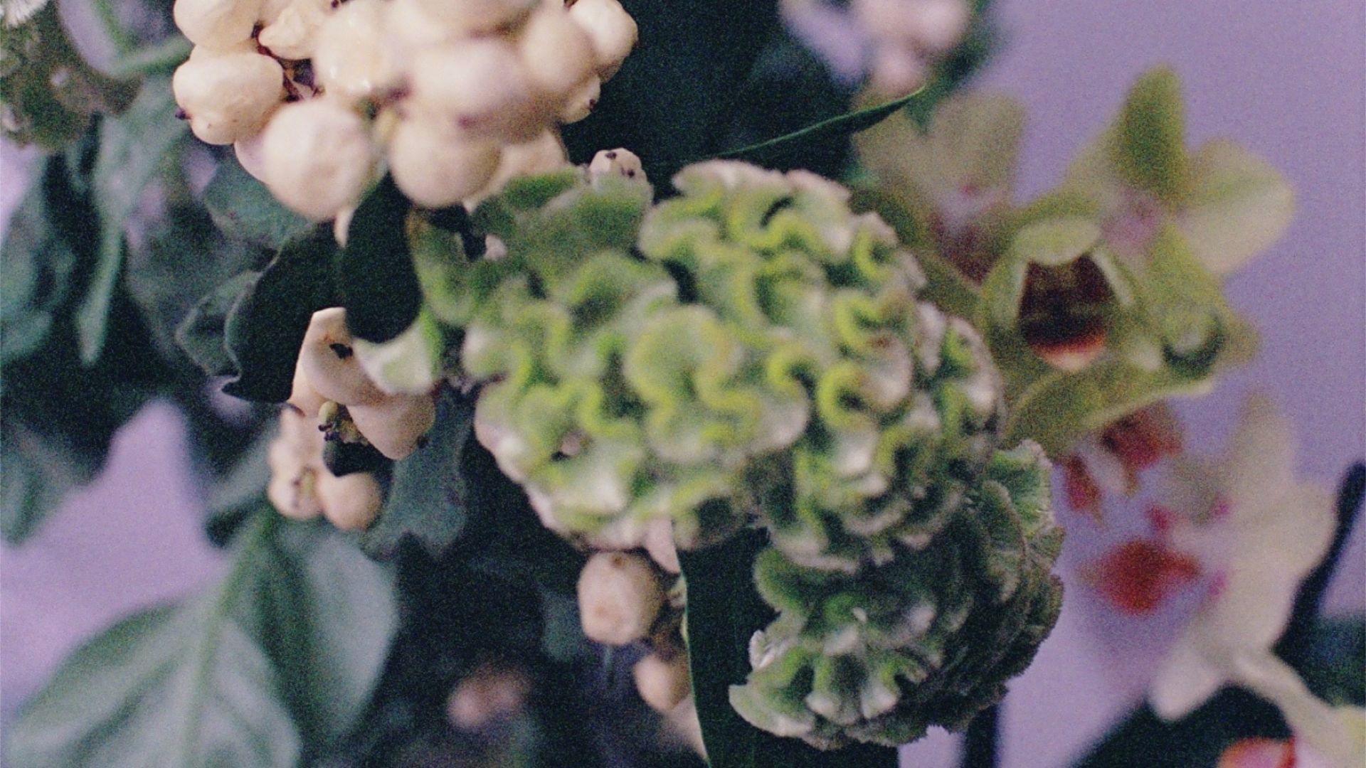 grainy image of plants against a purple backdrop