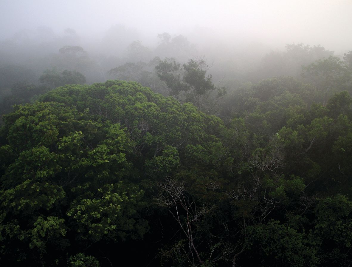 Overhead shot of a mist-covered Amazon Rainforest