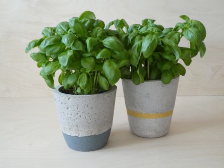 Two, concrete plant pots, with plants in