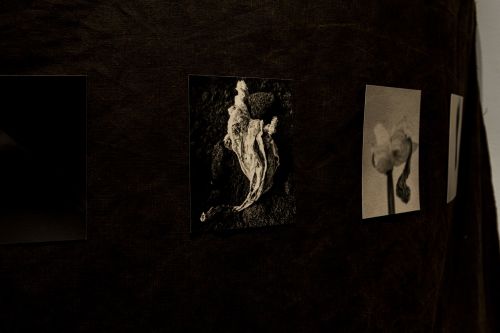 Sepia photographs mounted on a wall.