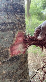 A hand holding fibres to the bark of a tree. The bark has been pared and shows a beetroot red colour