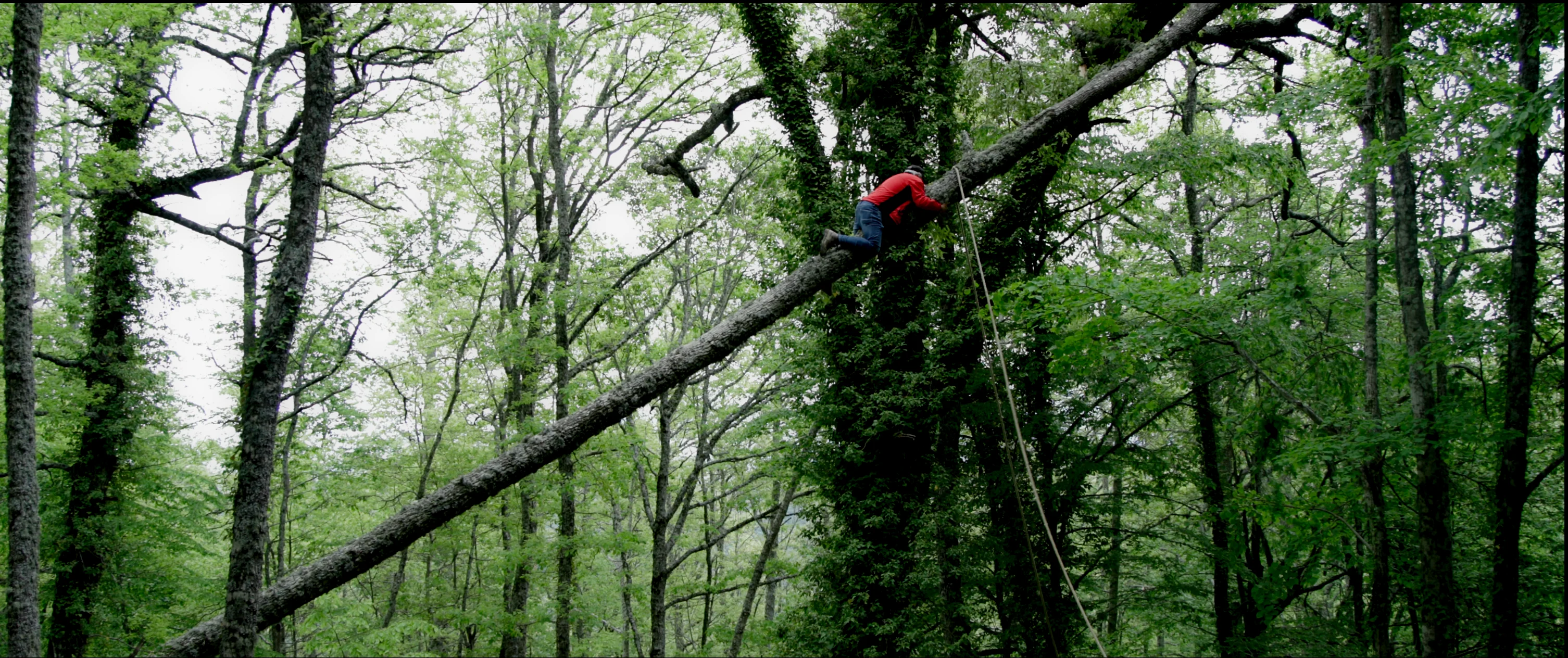 Person in a wood, holding on to the trunk of a tree and looking up at the leaves.