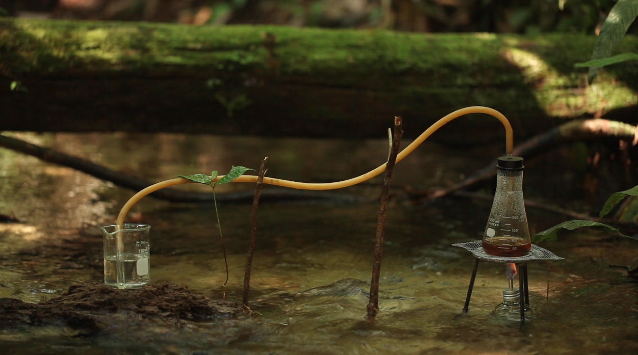 Jungle Experiments in the Amazon