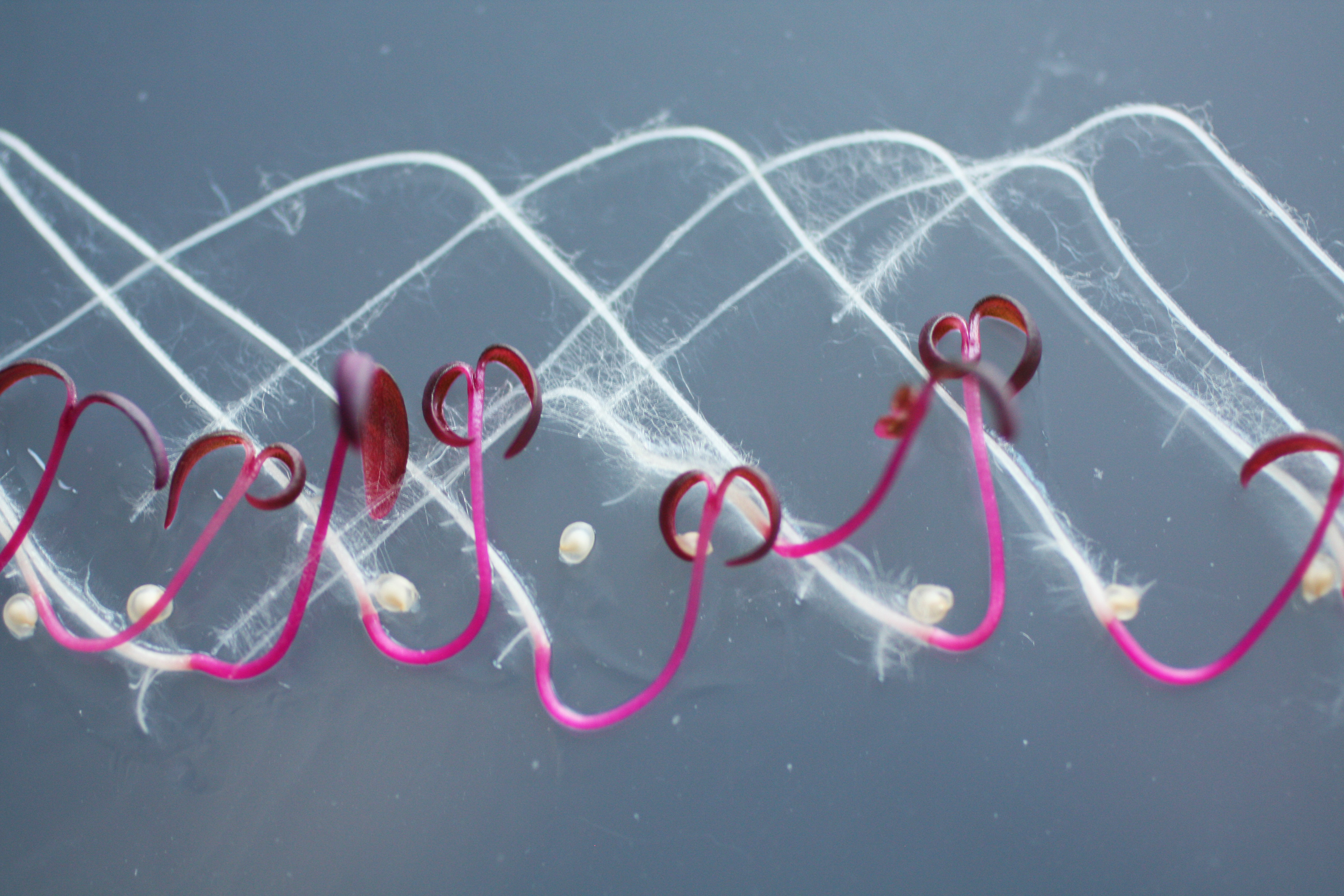 Close up of fibres