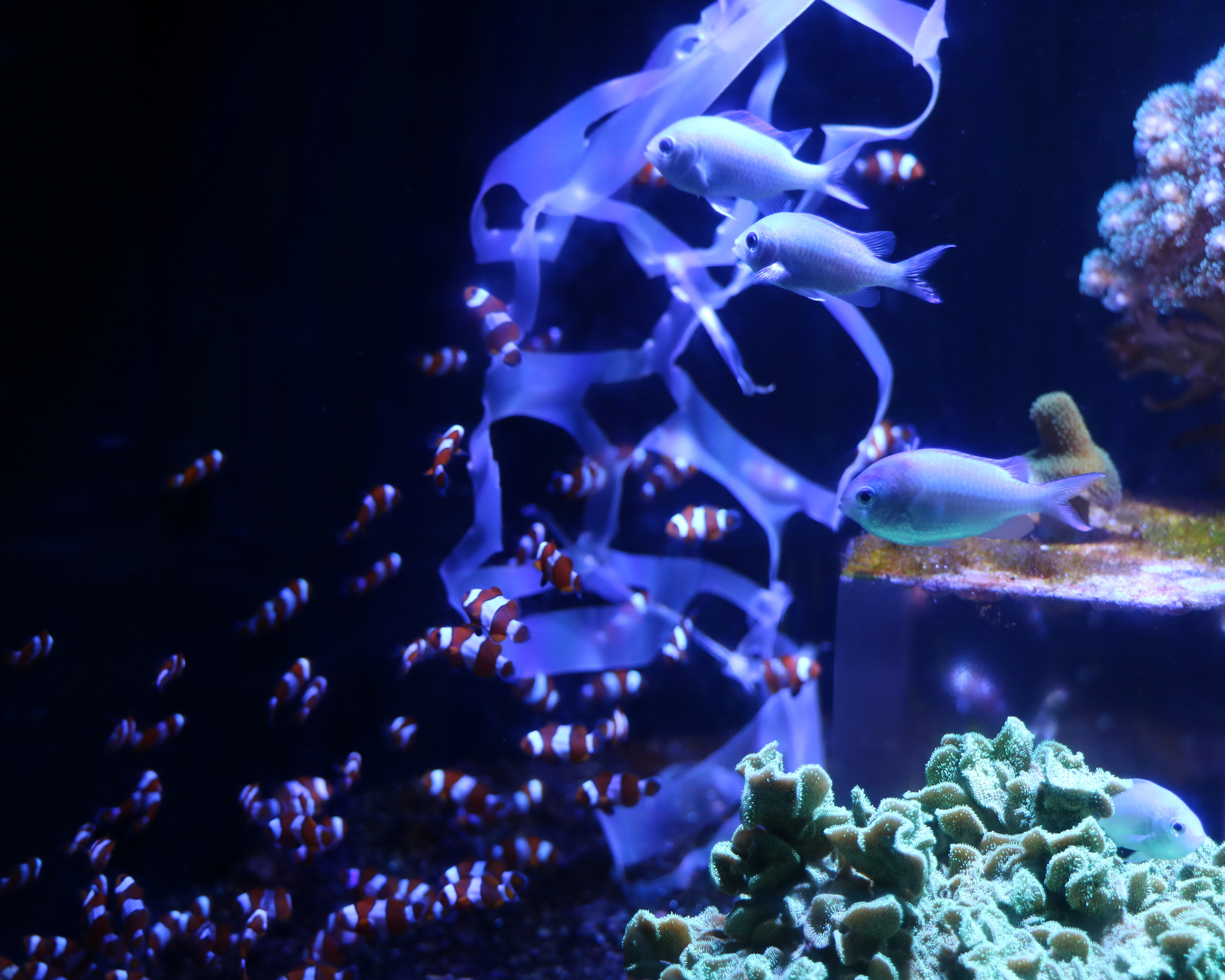 Tropical fish in aquarium with plastic in the water highlighting the issue with people throwing plastic into the oceans.