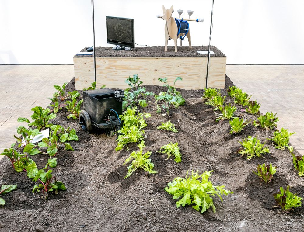 Photo of installation with soil and lettuces planted in rows