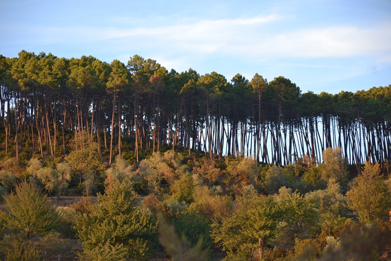 Tenuta Dello Scompiglio – blog