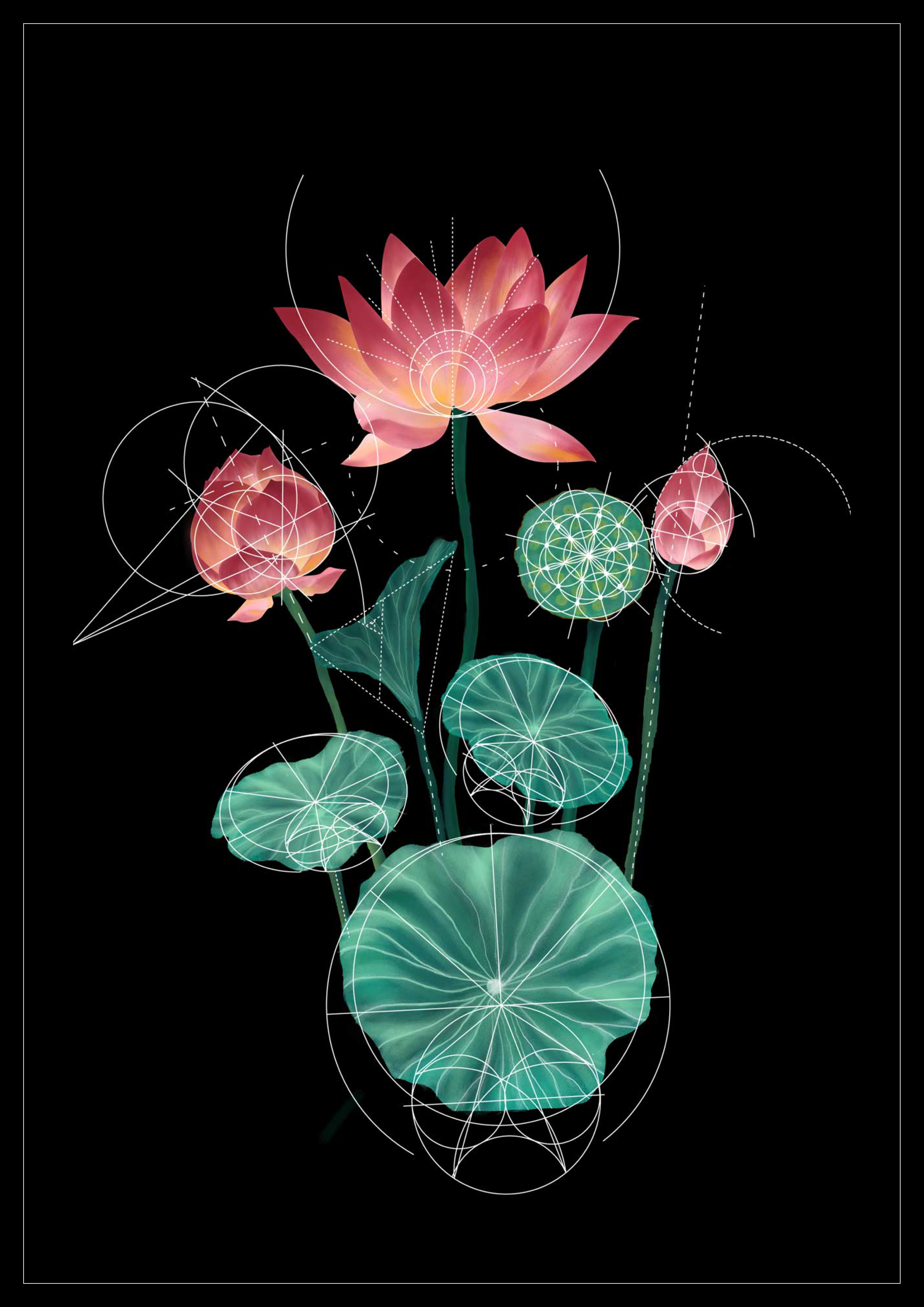 Geometry in Nature flower scan with digital mapping around the photograph