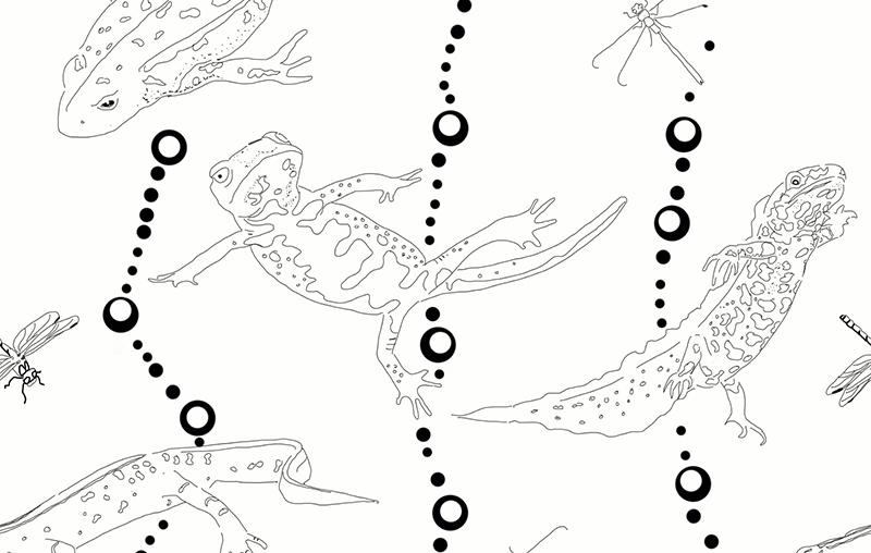 my_next_design_frog_wallpaper (1)