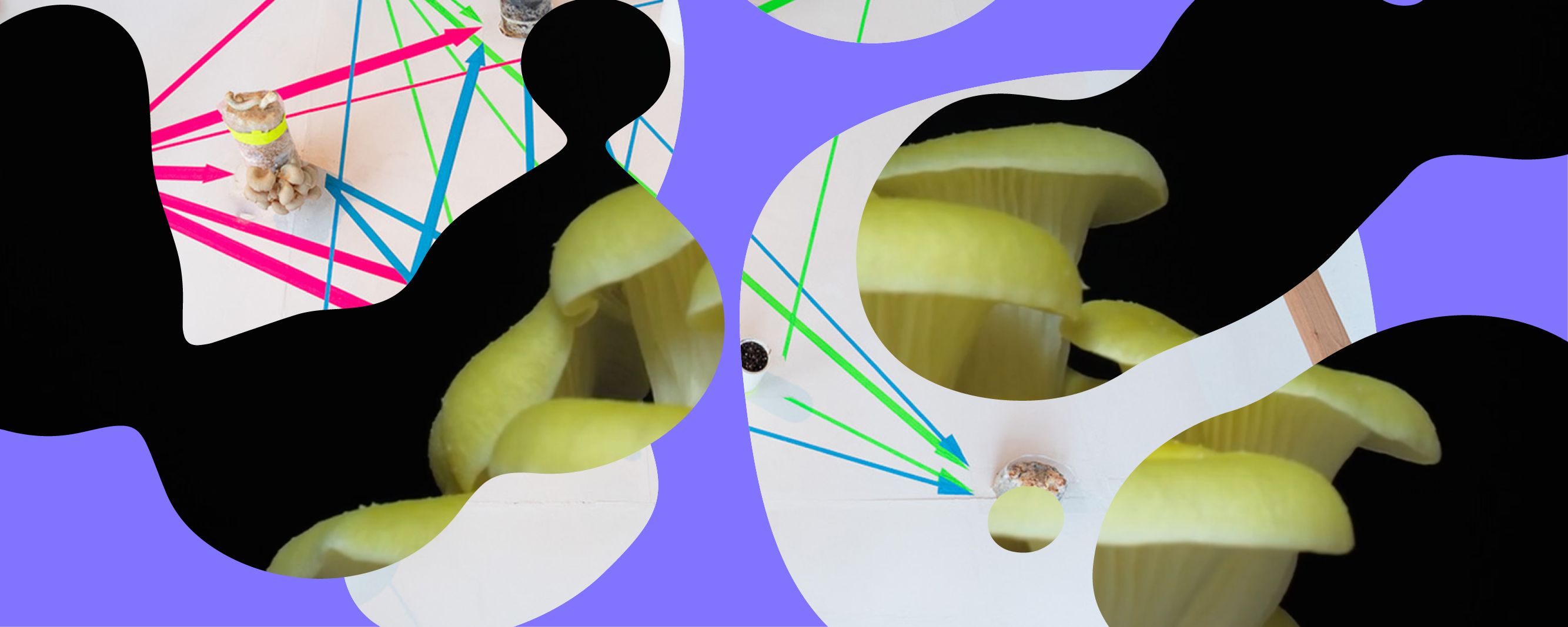 Coloured graphic collage of a diagram and photo of mushrooms