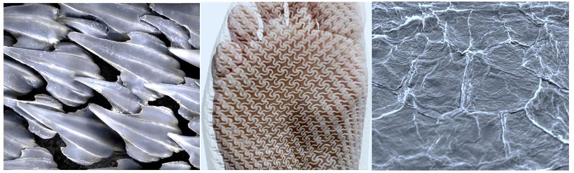 Image credits (left to right): Dermal denticles on a dogfish shark, image courtesy of Alex Hyde as part of Biomimicry for Designers by Veronika Kapsali; foot skin inspired structure, image courtesy of OurOwnSkin; surface of healthy skin, image courtesy of Professor Paul Matts