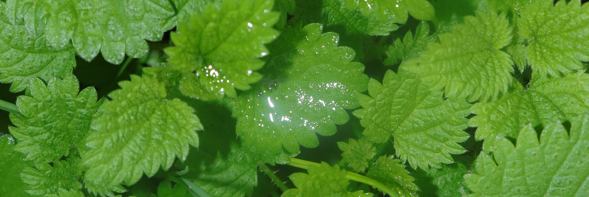 Photography by Martin Del Busto of nettles.