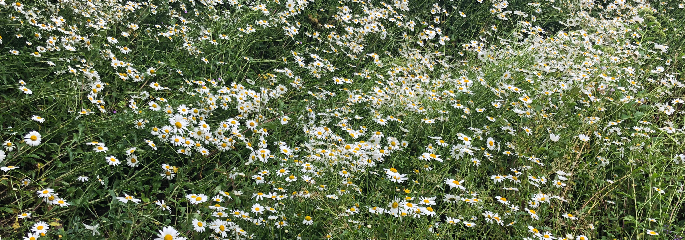 A large cluster of daisies 