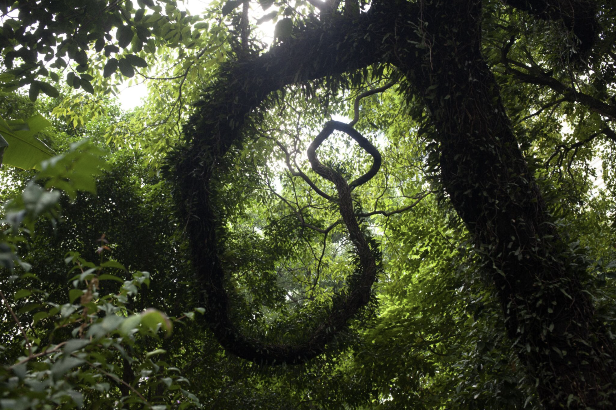 Brazil 2, (c) Luciana Ribeiro Dal Ri