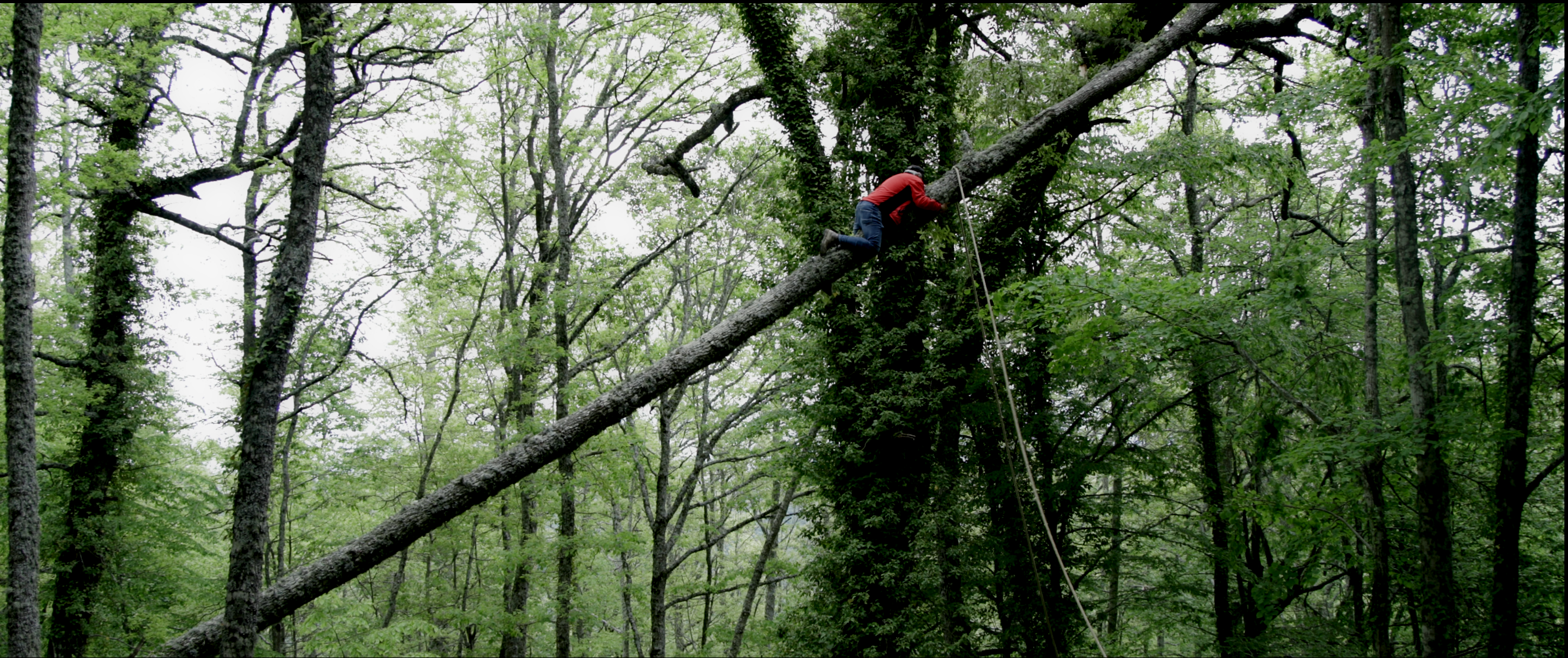 Person in a wood, holding on to the trunk of a tree and looking up at the leaves.