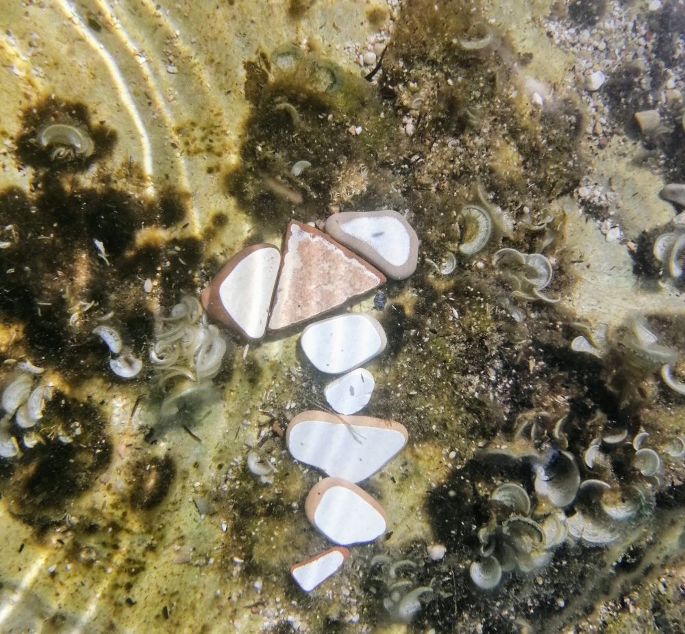 flotsam and jetsam from beach laid out in a pattern