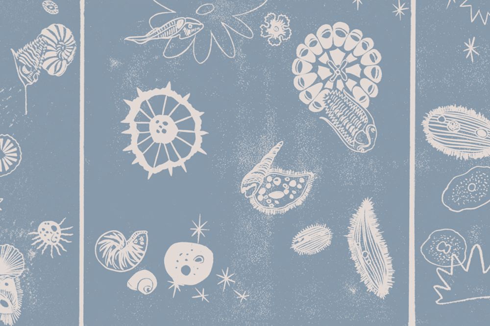 Augusta's design.
