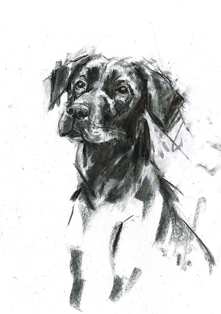 Portrait of a dog.