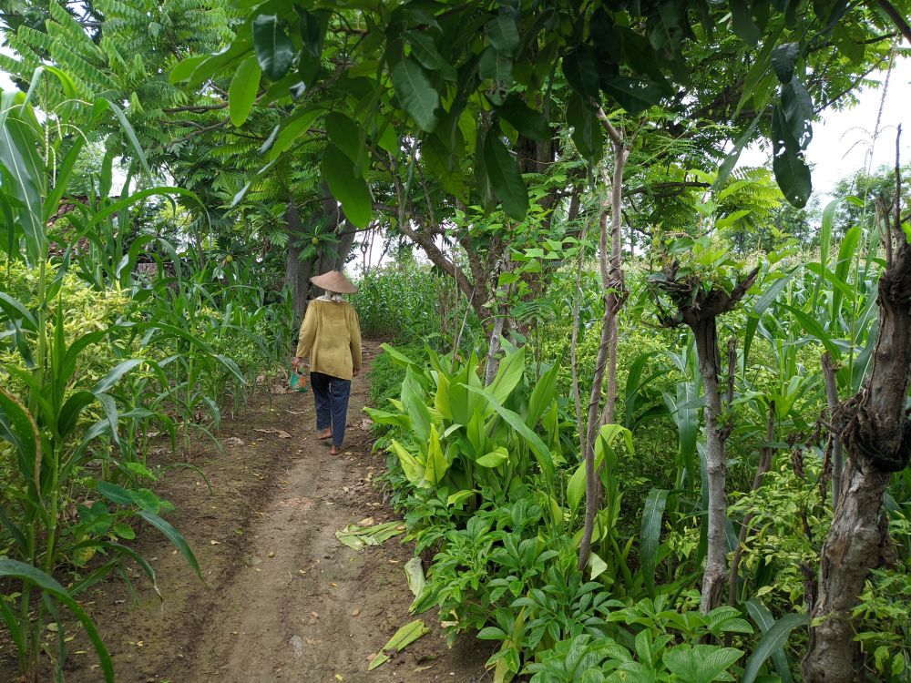 An Indonesian land worker walking a path away from the camera, they are wearing a hat and surrounded by greenery.