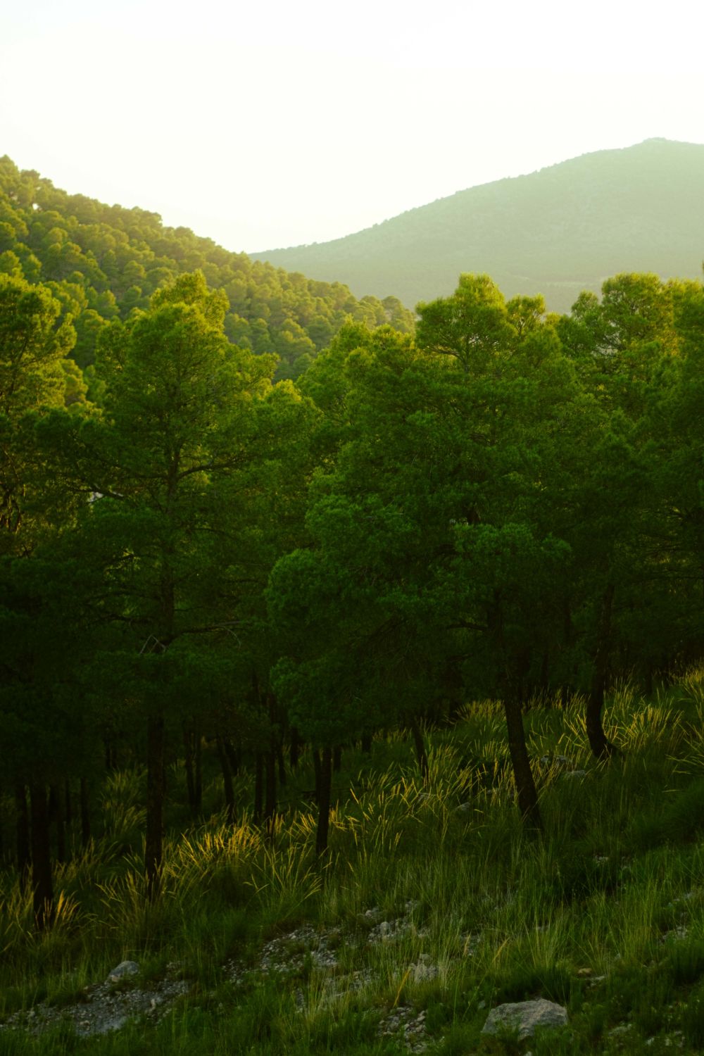 photograph of a pine forest