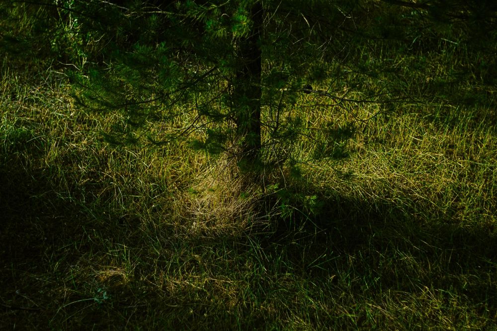 blurry photograph of pinetrees