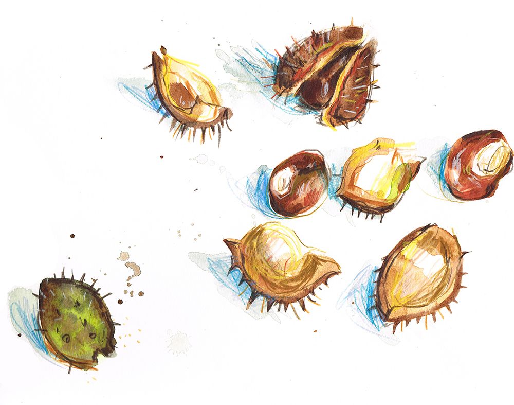 Illustration of conkers and conker shells.