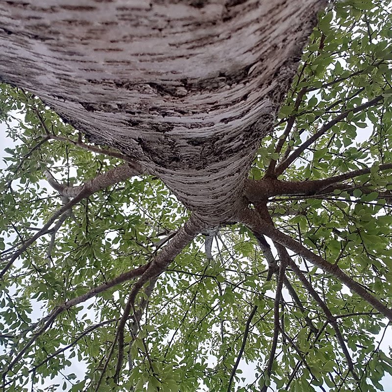 Photograph of a tree from the bottom looking up into the branches