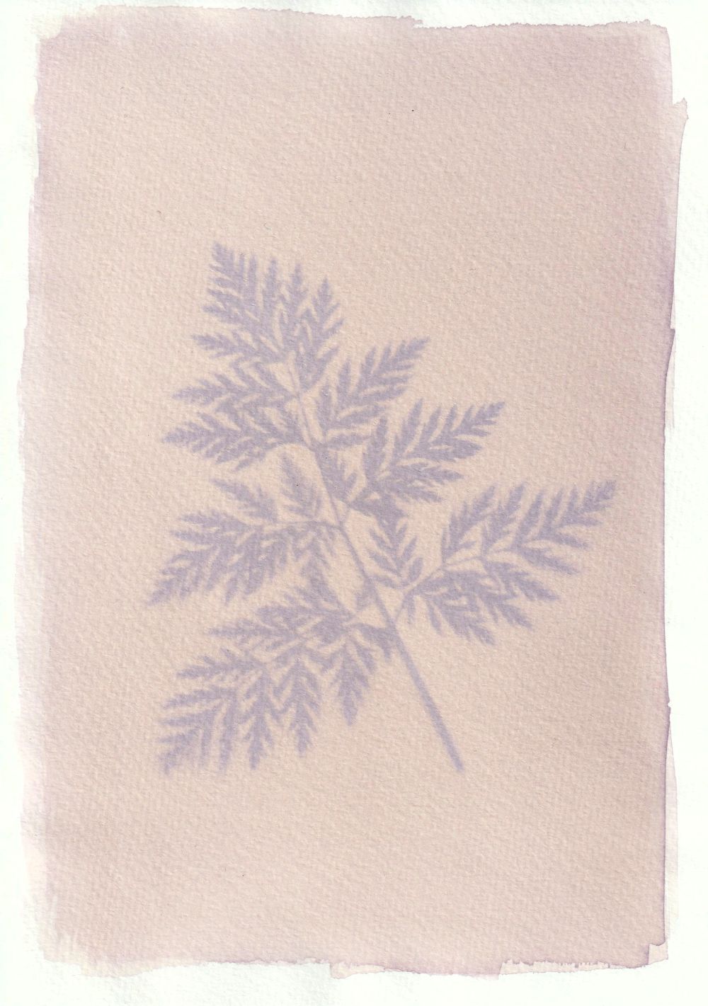 Anthotype plant print