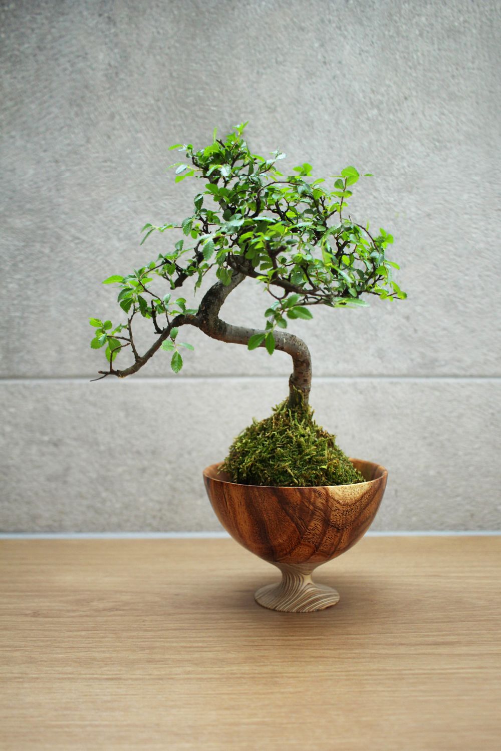 Bonsai tree displayed in a unique, recycled pot by the design brand Memories of Green