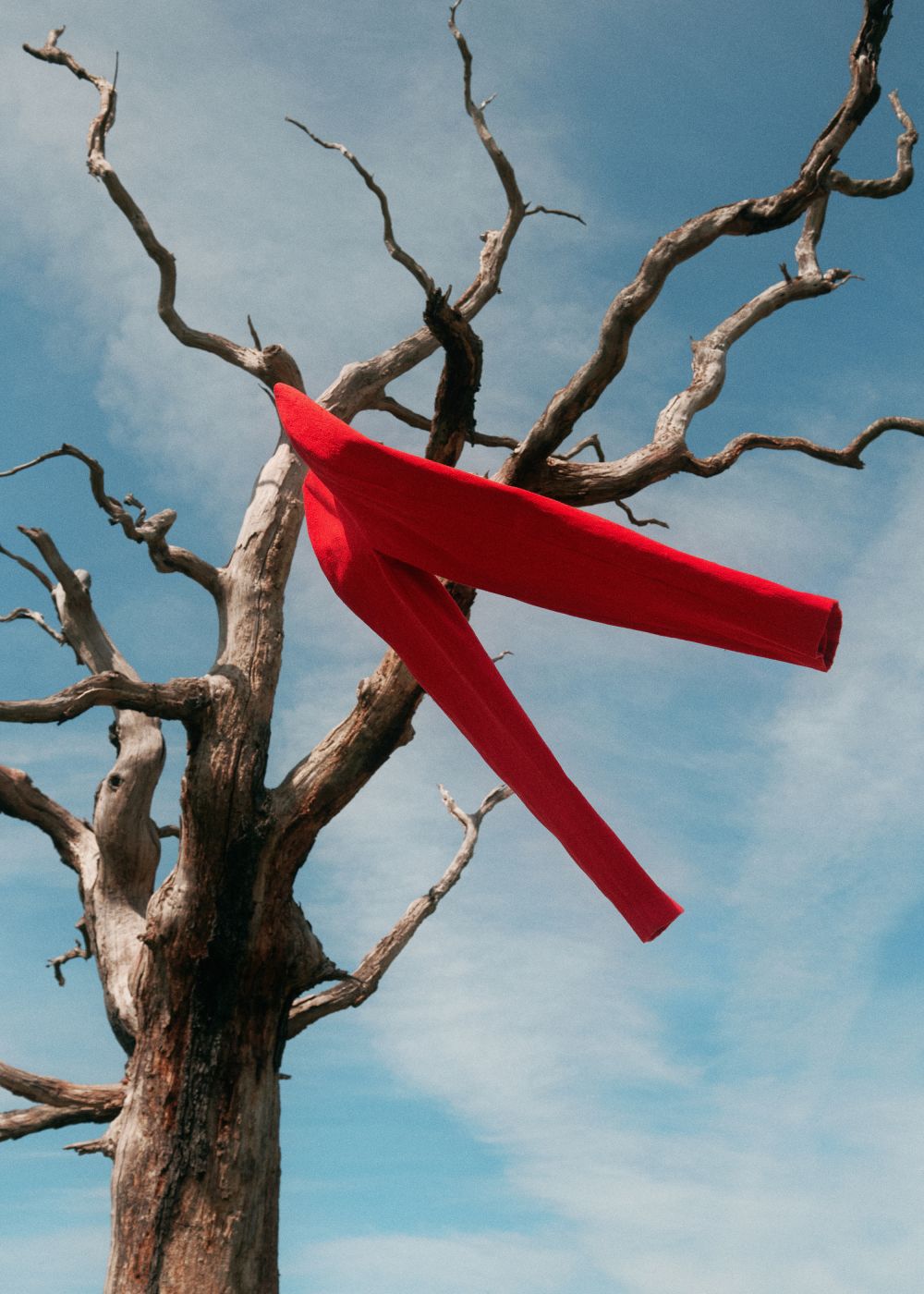 Red tailored trousers hanging from bare tree. Camera directed up towards blue sky.