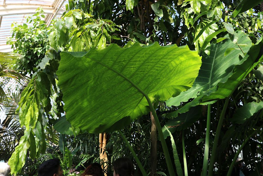 Zoom in on palm tree leaf