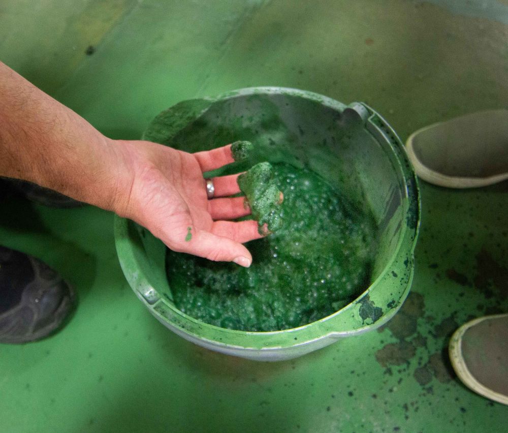 Foam algae