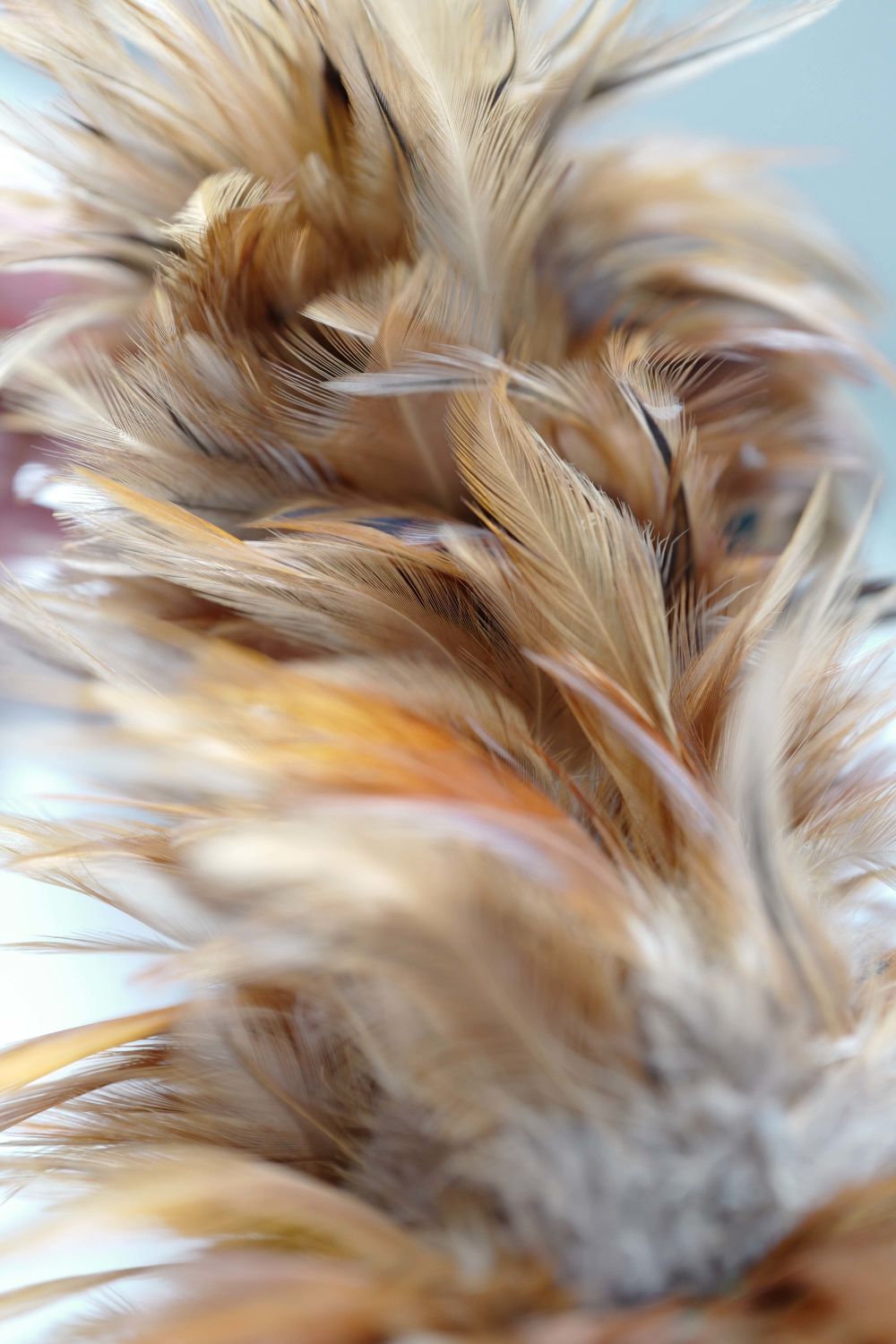 Bundle of feathers