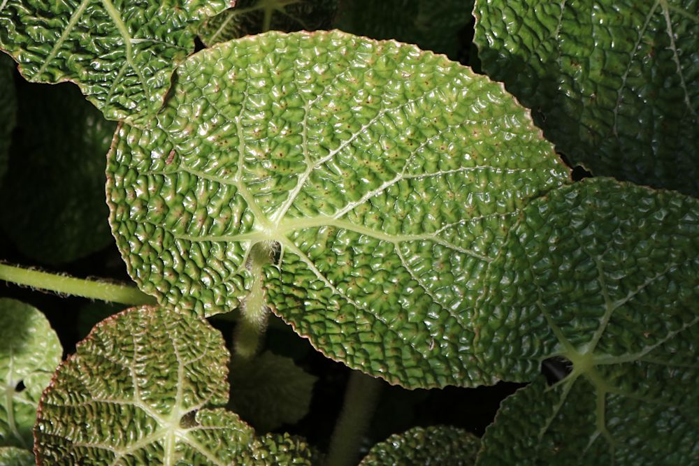 Zoom in on a tree leaf