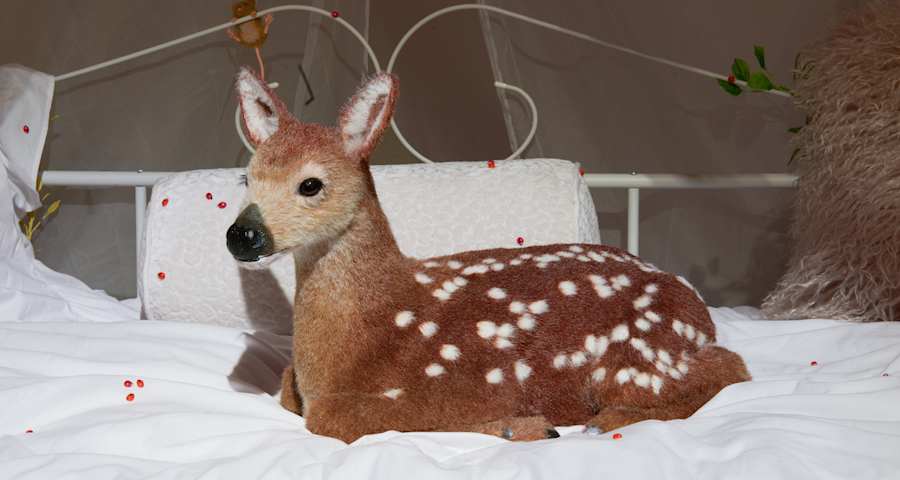 Deer with white spots on a white bed